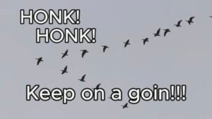 Honk! Honk! Keep on going!